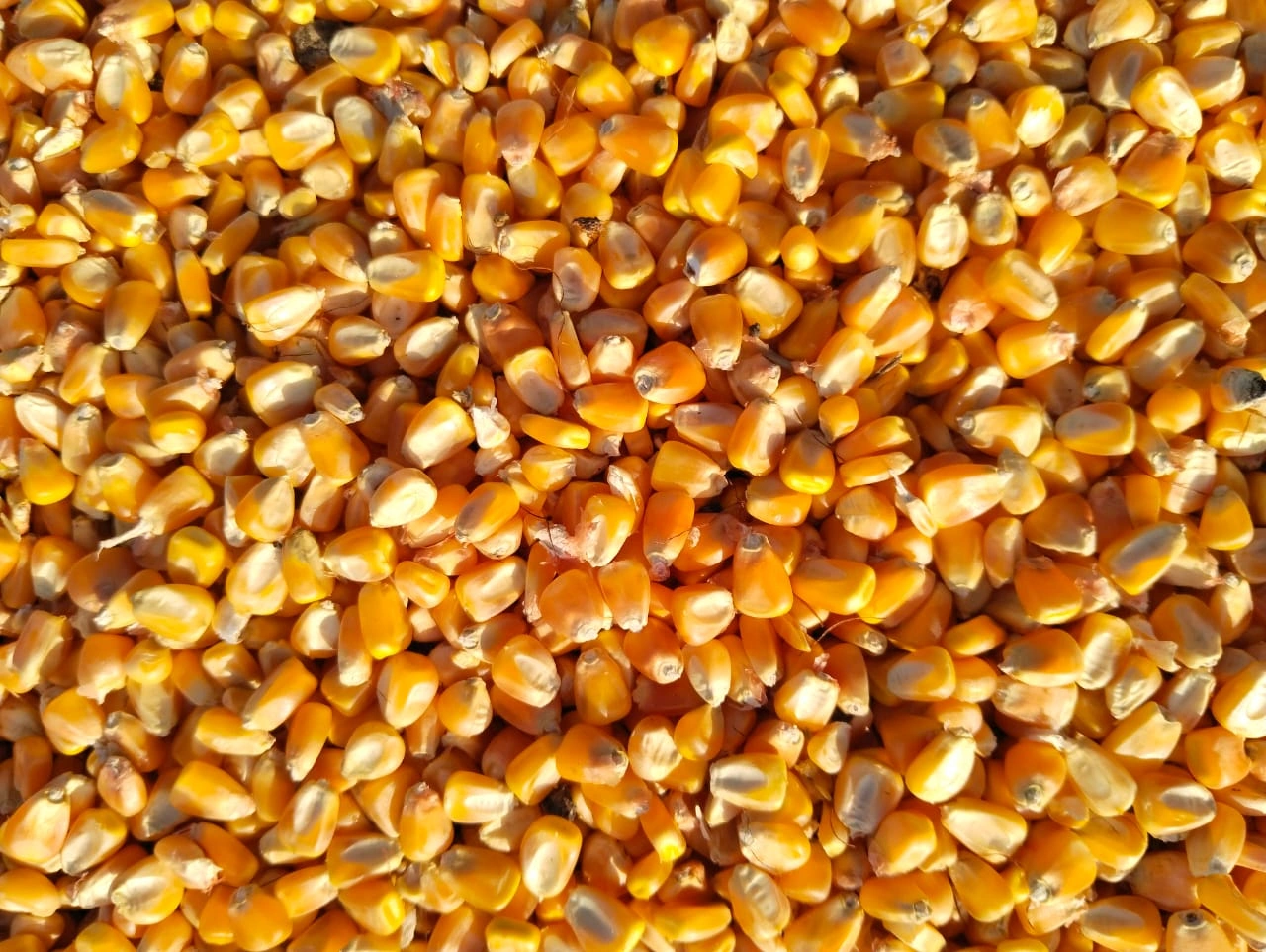 Maize-1