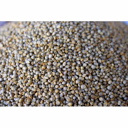 BAJARA- Green Millet-12495094