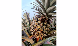Pineapple (King quality)