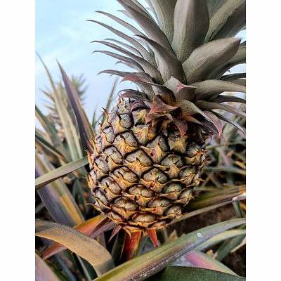 pineapple (king quality)