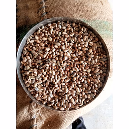 castor oil seeds(maximum moisture)