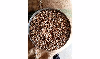 Castor oil seeds(Maximum moisture)