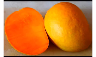 Ratnagiri Alphonso Mango
