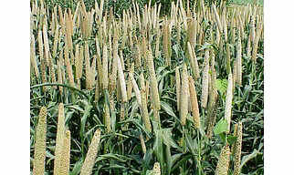 Pearl Millet(Bajra)