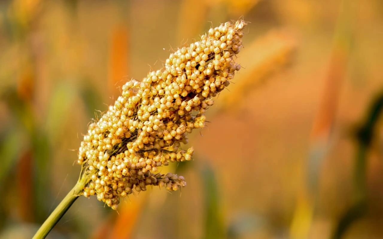 Sorghum(Jawar)-1