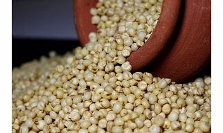 Sorghum(Jawar)