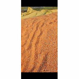 maize