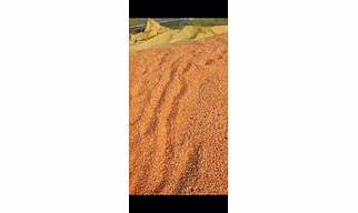 Maize