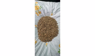 Cummin Seed