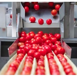 Tomato Processing Machinery - Boost Efficiency & Quality