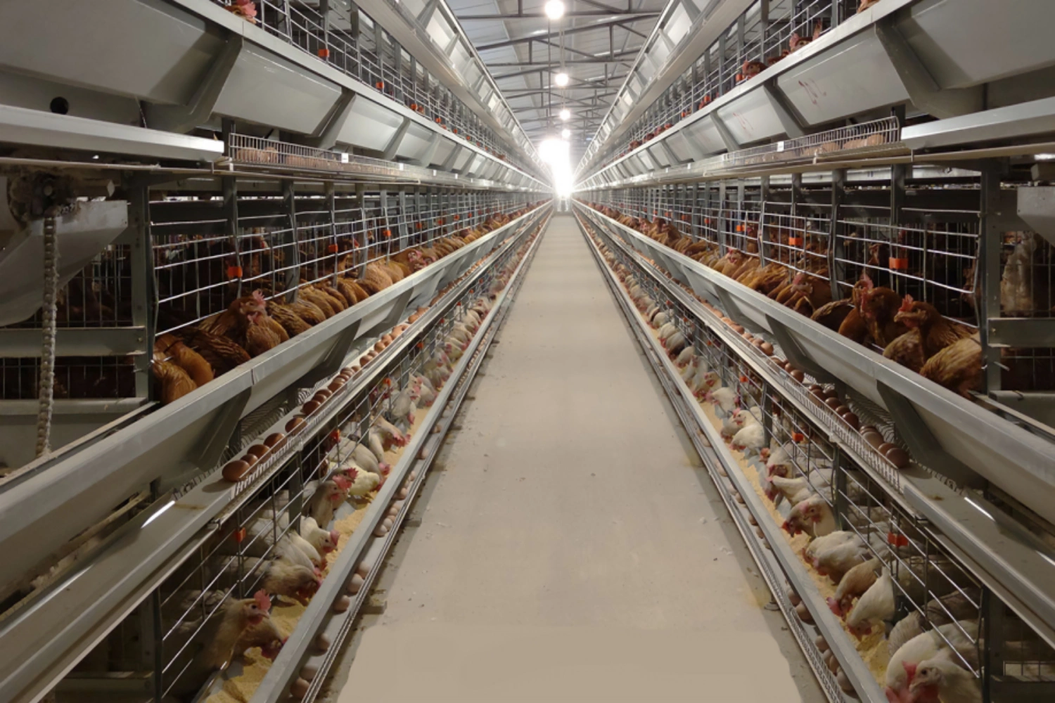 Poultry Processing Plant