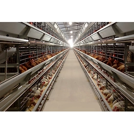 Poultry Processing Plant