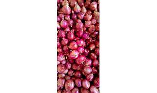 Onion
