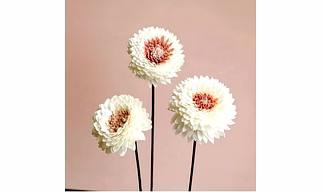 Sola Wood Flower