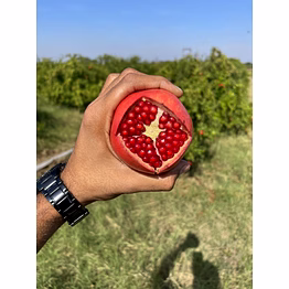 pomegranate