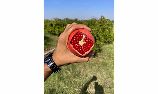 POMEGRANATE