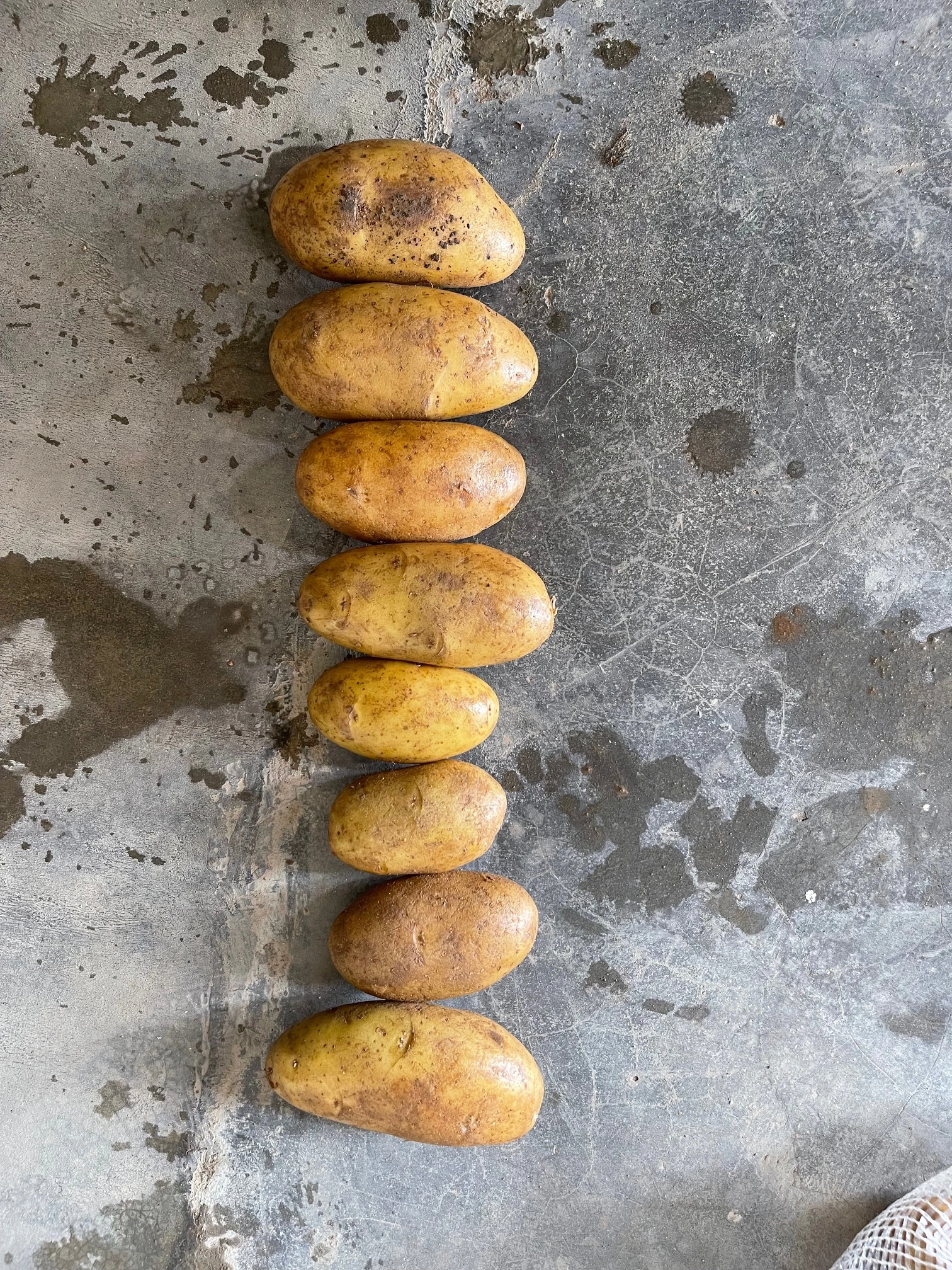 POTATO-3