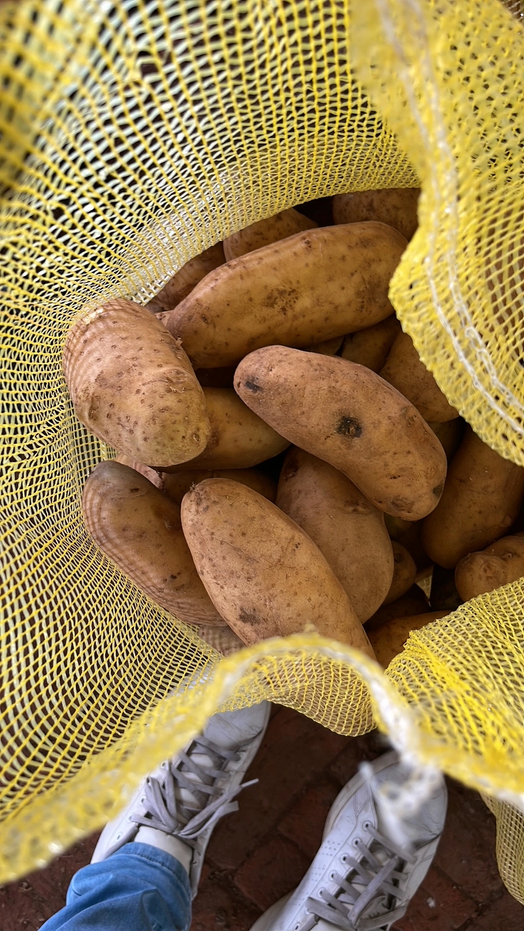 POTATO-4