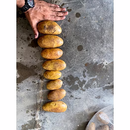 potato
