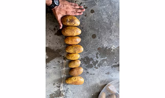 POTATO