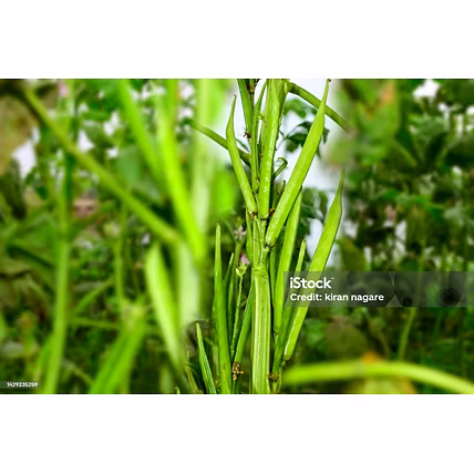 GUAR MEAL-1