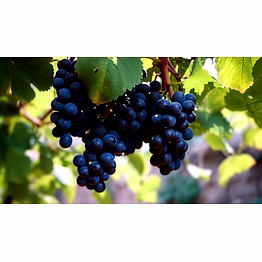 sonaka, thompson seedless grapes