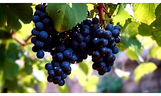 Grapes