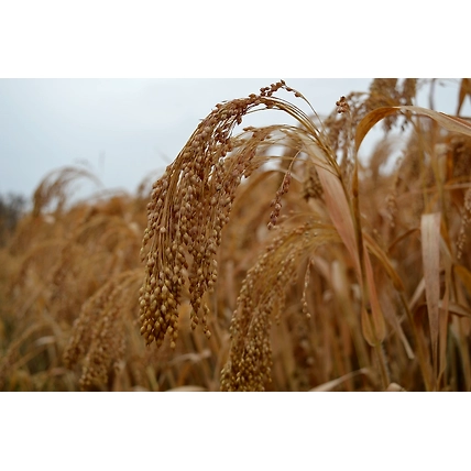 MILLET-1