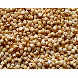 jawar (sorghum)