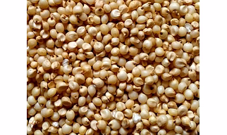 Jawar (sorghum)