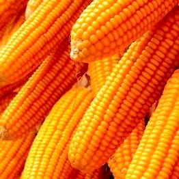 MAIZE