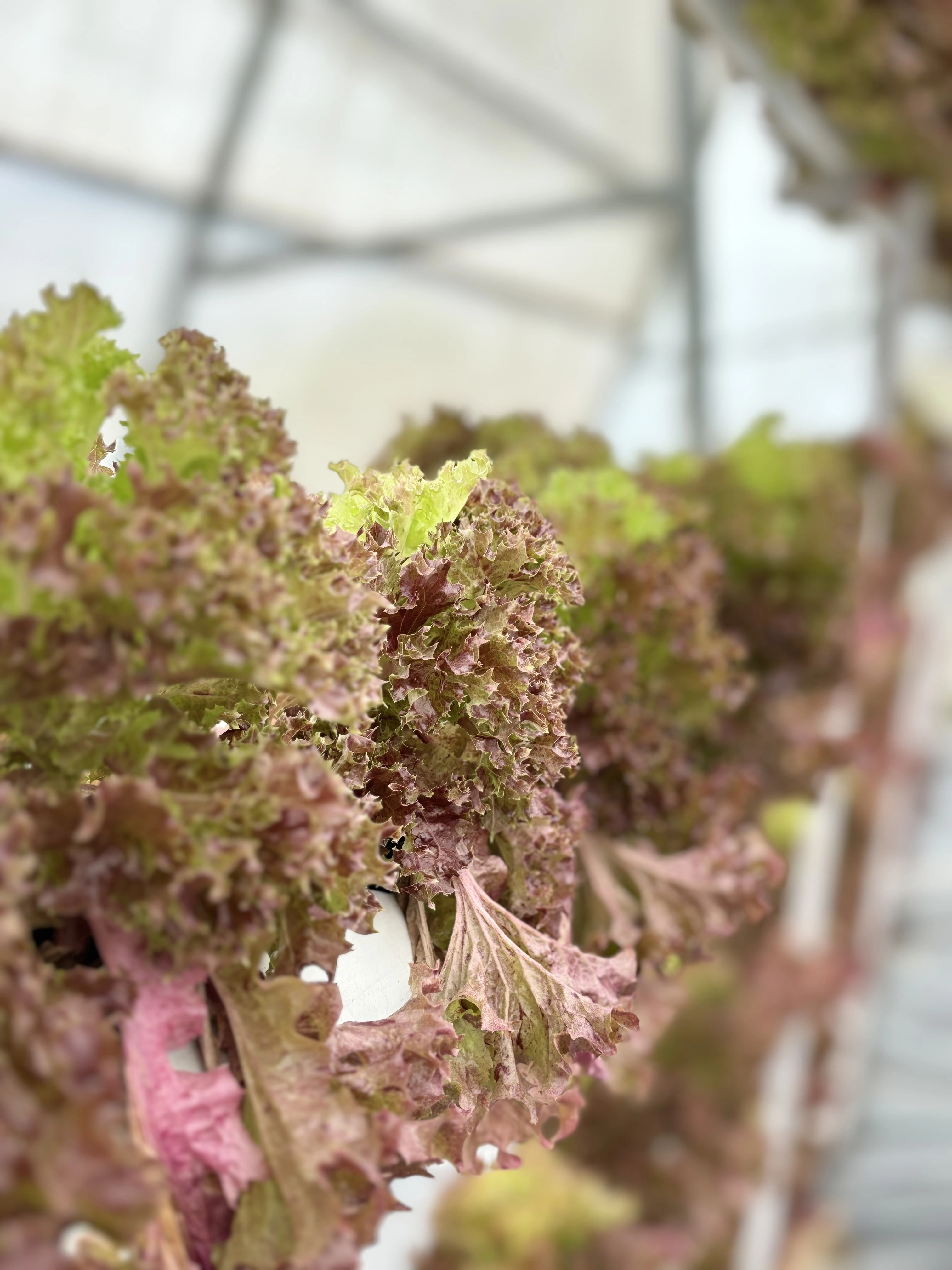 Hydroponic Red Lolo lettuce-12506150