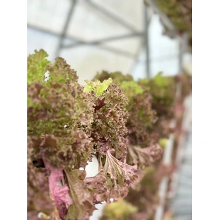 Hydroponic Red Lolo lettuce