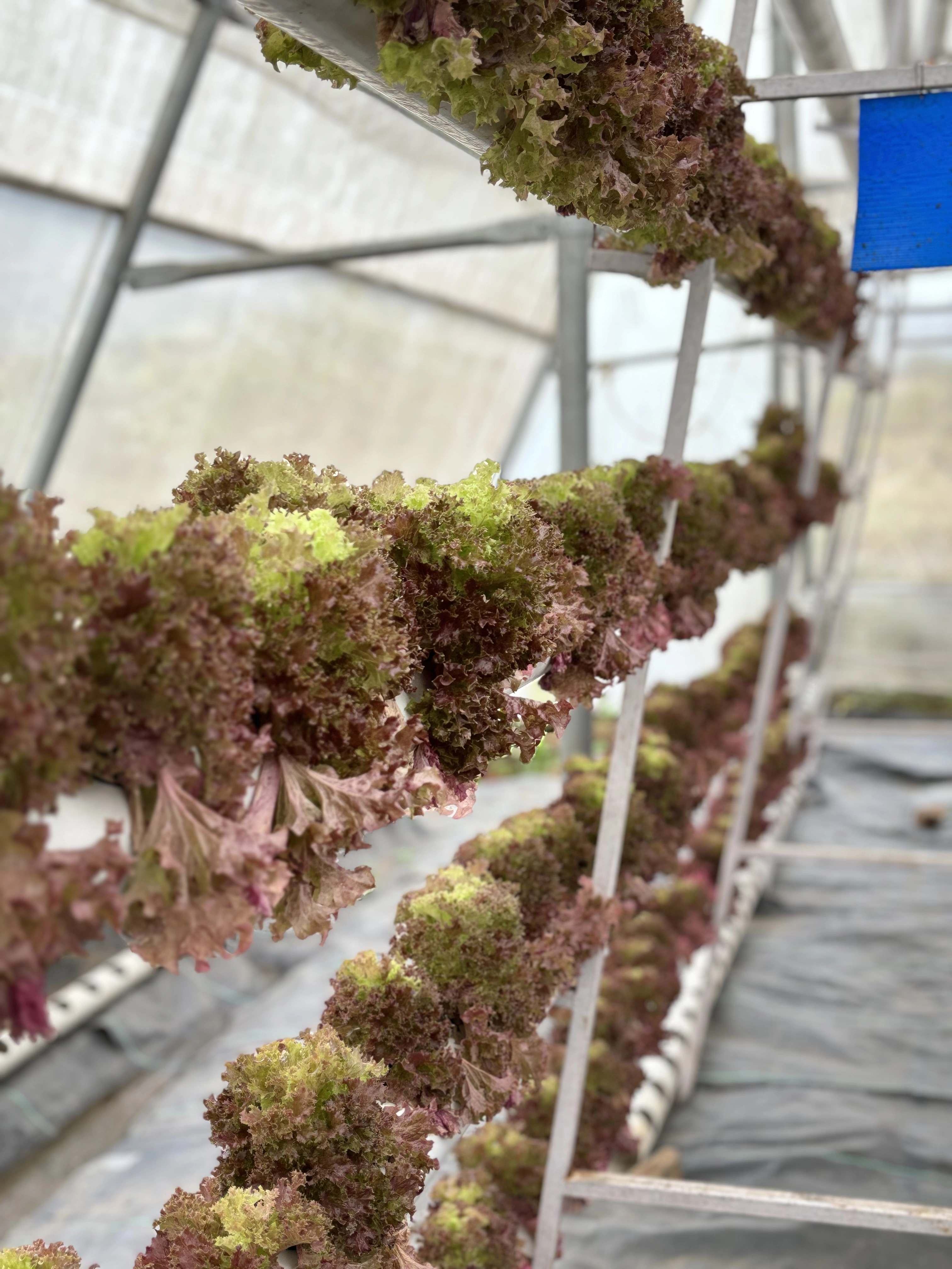 Hydroponic Red Lolo lettuce-1