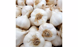 GARLIC
