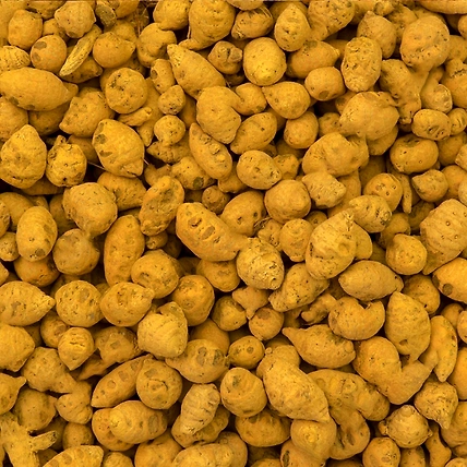 Turmeric Bulb-2