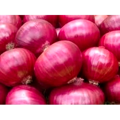 Nashik Red Onion-2