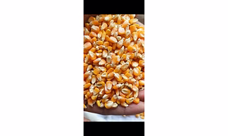 Maize