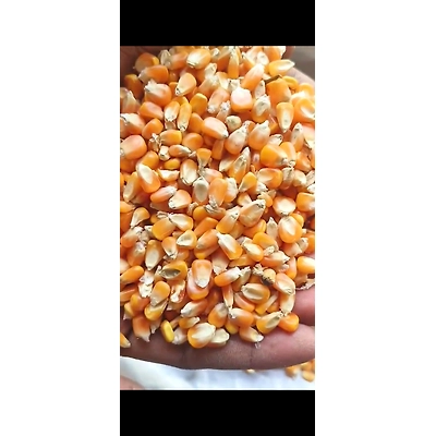 Maize