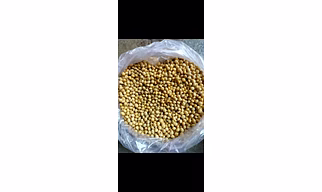 Soybean