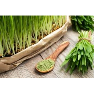 Barley grass powder