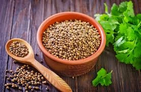 Coriander Whole/Akkha Dhania/Cilantro-12511546