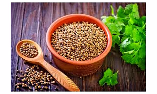 Coriander Whole/Akkha Dhania/Cilantro