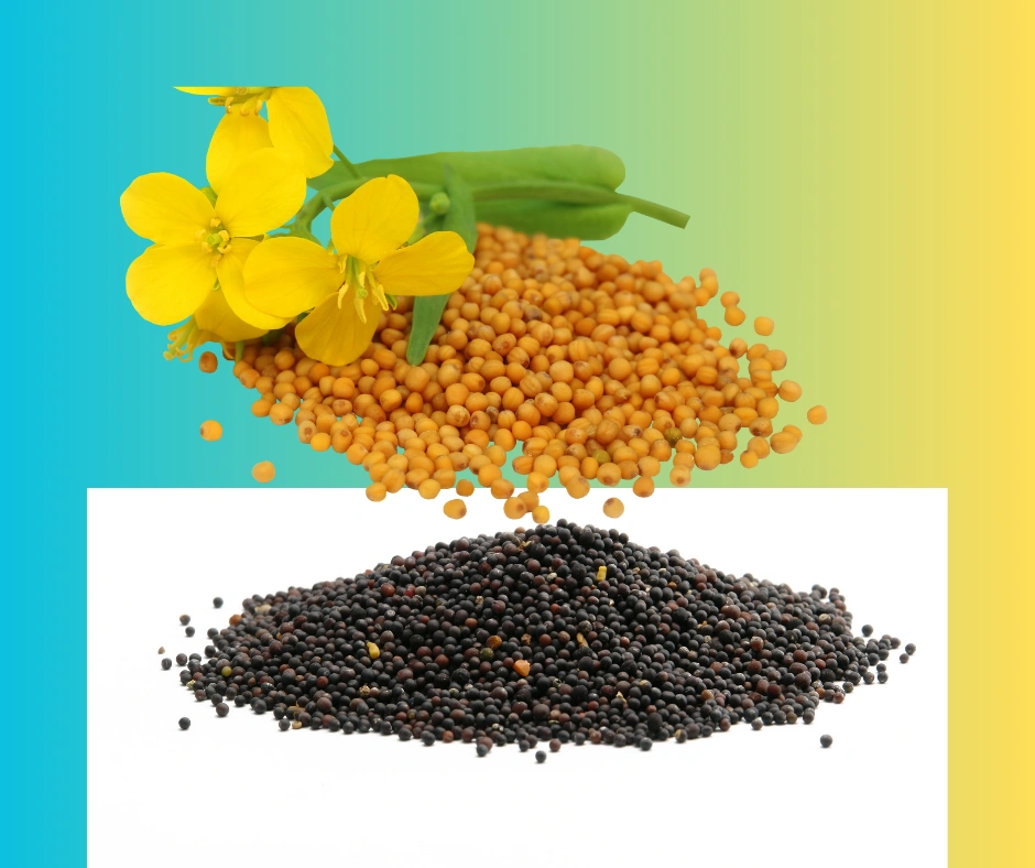 ORGANIC MUSTARD OIL SEED-1