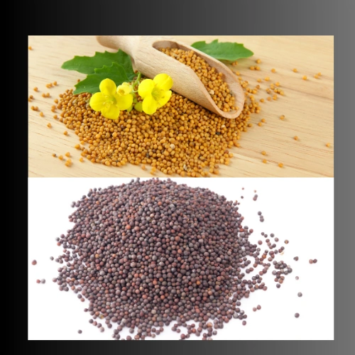 ORGANIC MUSTARD OIL SEED-2