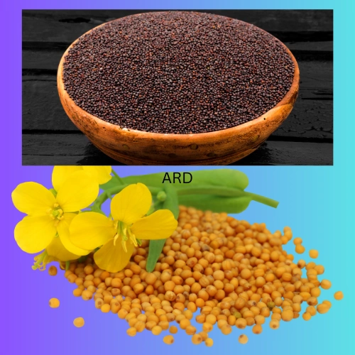 ORGANIC MUSTARD OIL SEED-3