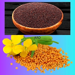 ORGANIC MUSTARD OIL SEED