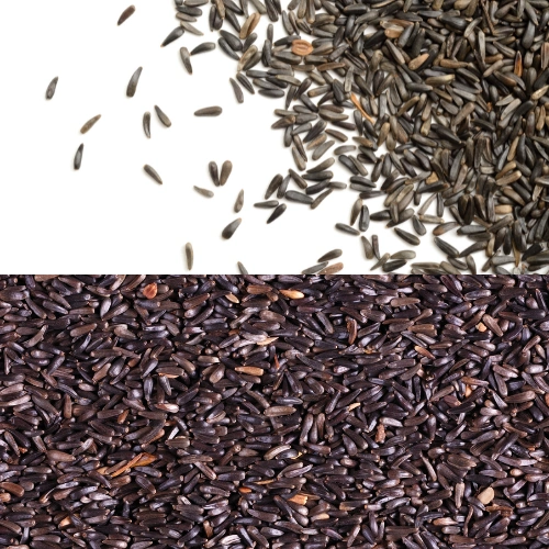 ORGANIC NIGER OIL SEED-3