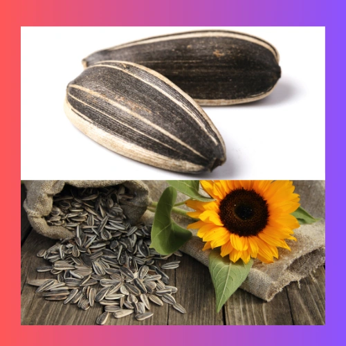 ORGANIC SUNFLOWER OIL SEED-2