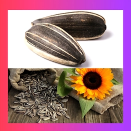 ORGANIC SUNFLOWER OIL SEED